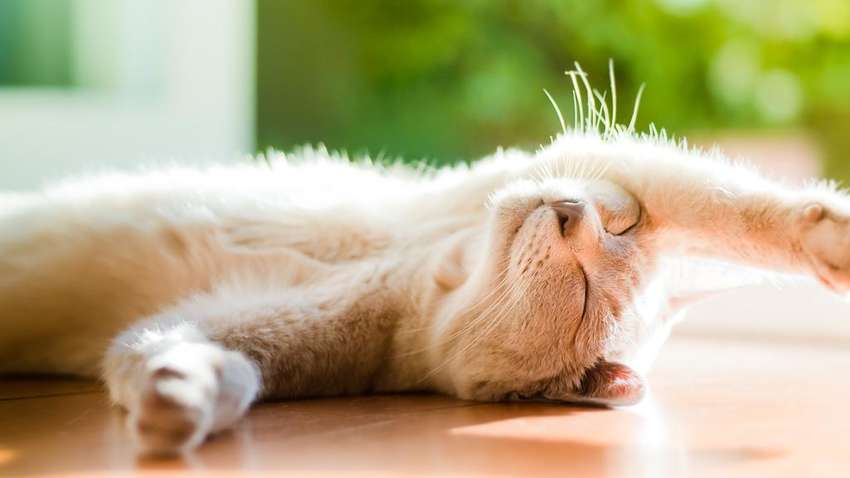 Синоптики спрогнозировали "бабье" лето в октябре: когда в Украине потеплеет 