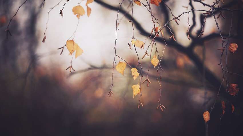 Дожди или солнце: синоптики сделали прогноз на начало недели