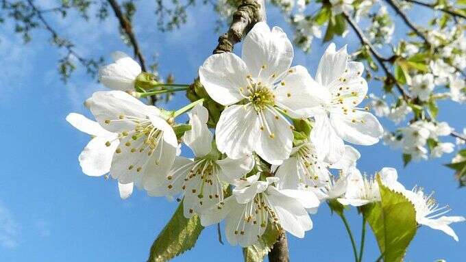 Яке церковне свято 26 травня: три заборони цього дня, чому не можна довго спати