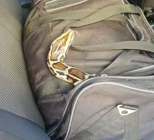 В Харькове вместо пирожных отправили на такси питона В Харькове вместо пирожных отправили на такси питона