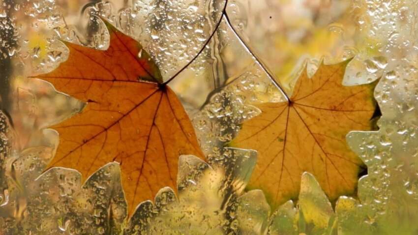 Церковный праздник 16 октября: почему сегодня нельзя оставлять двери и окна открытыми Церковный праздник 16 октября: почему сегодня нельзя оставлять двери и окна открытыми