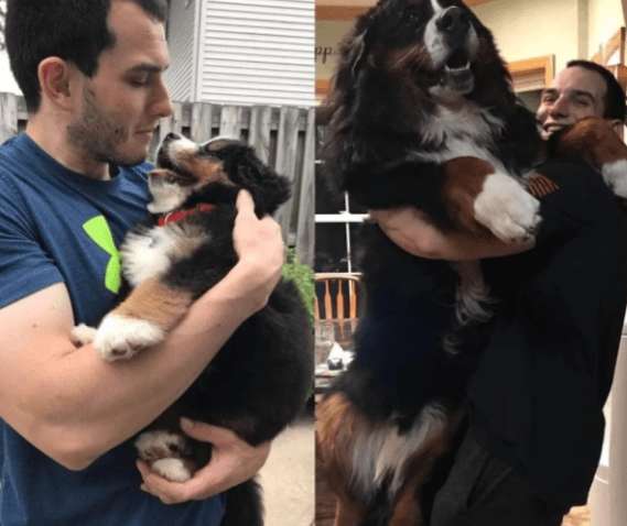 Собаки, которые выросли, но до сих пор хотят на ручки - 10 душевных фотографий Собаки, которые выросли, но до сих пор хотят на ручки - 10 душевных фотографий