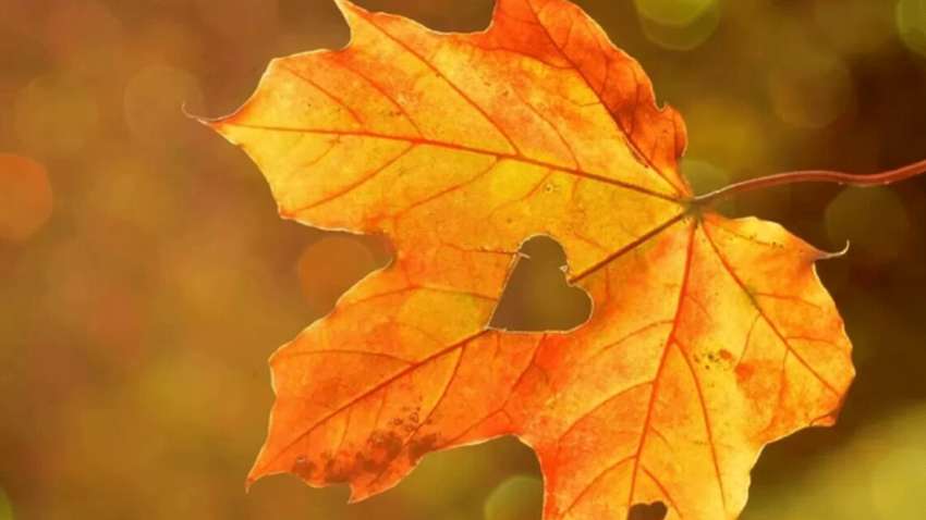 Постепенное похолодание и заморозки: какой будет погода в сентябре 2024 