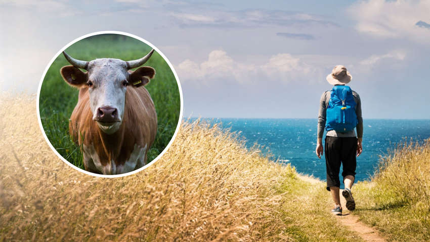 В Іспанії на двох туристів напала агресивна корова на Шляху святого Якова