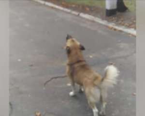 Відеофакт: інтернет-користувачів підкорив пес, який заспівав гімн України на плацу