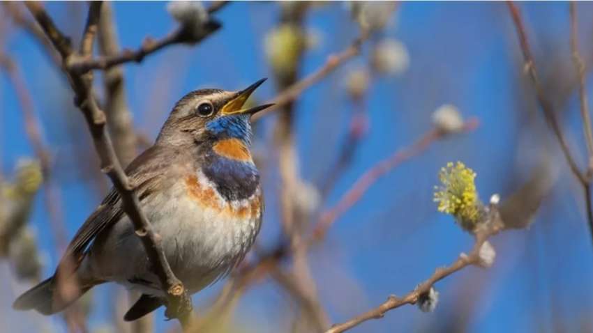 Ученые выяснили, почему птицы поют по утрам Ученые выяснили, почему птицы поют по утрам