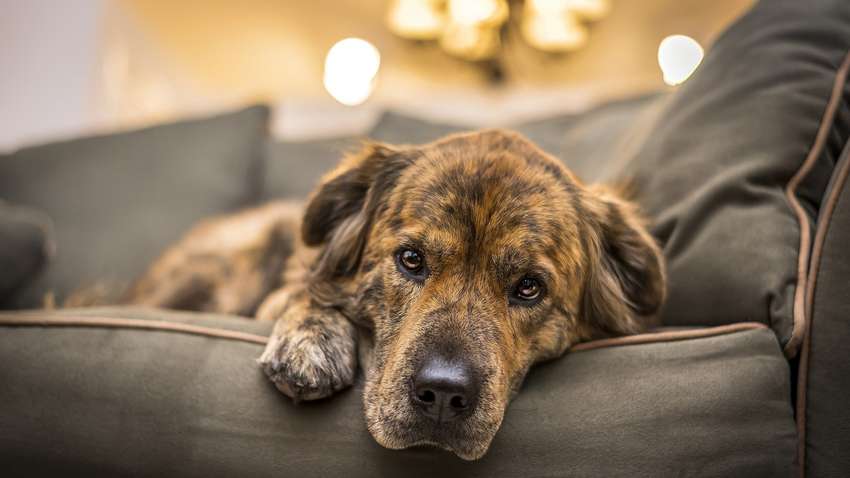 Створено жилет, який показує настрій собаки