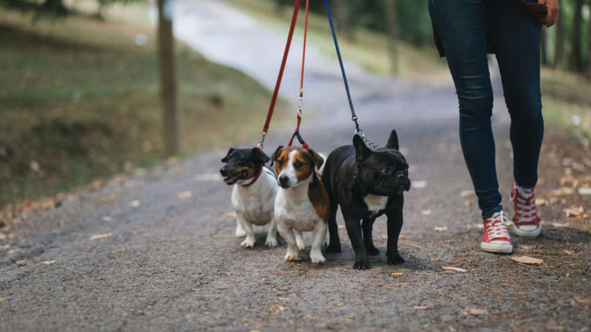В каком городе Европы лучше жить с домашним питомцем - рейтинг