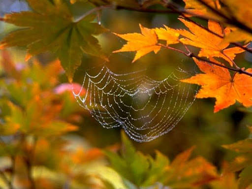 Погода на выходные: в Украину возвращается тепло