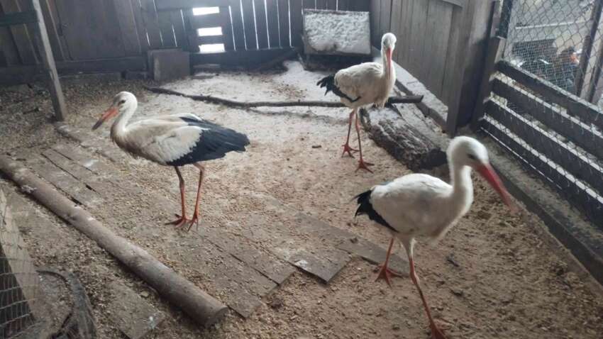 Спасенные аисты в Ровенской области борются за выживание: школьники просят помощи с кормом