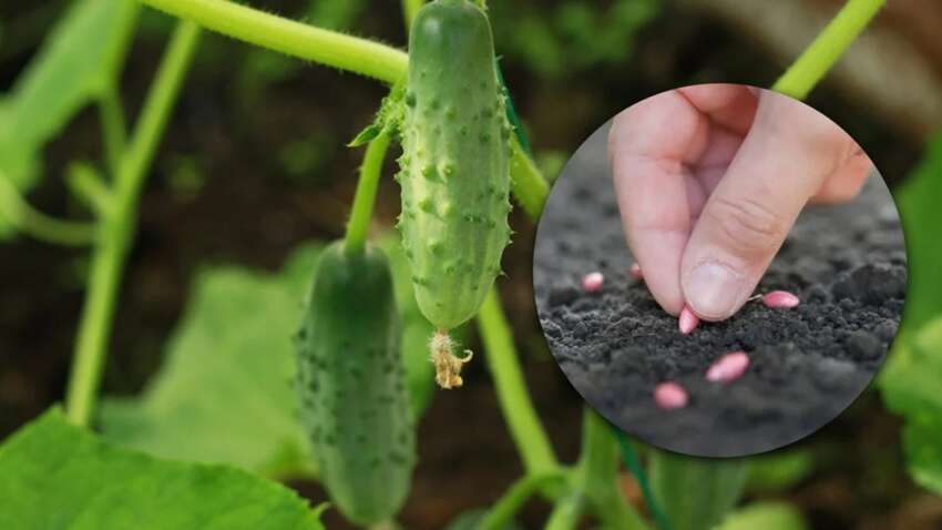 Когда нужно сеять огурцы в открытый грунт: стало известно об оптимальных погодных условиях и датах