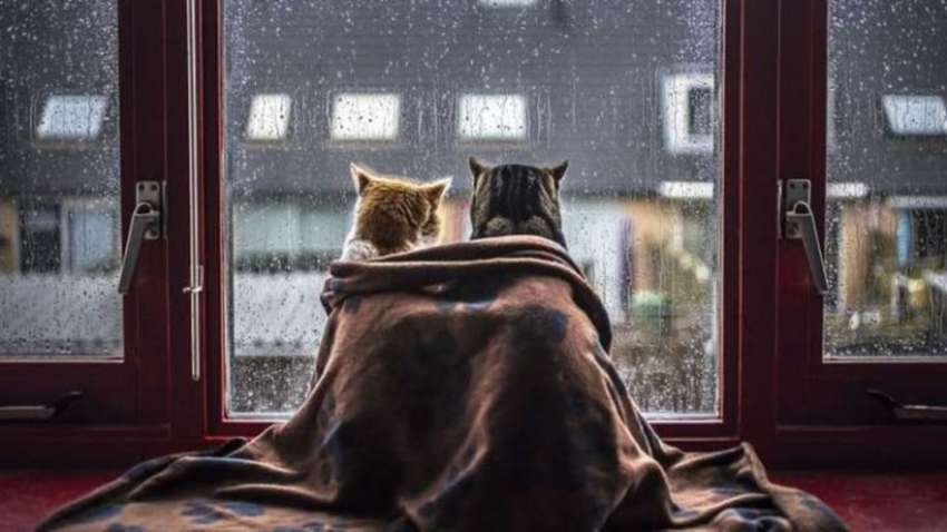 Знову без тепла: синоптик розповів про похолодання та заморозки Знову без тепла: синоптик розповів про похолодання та заморозки