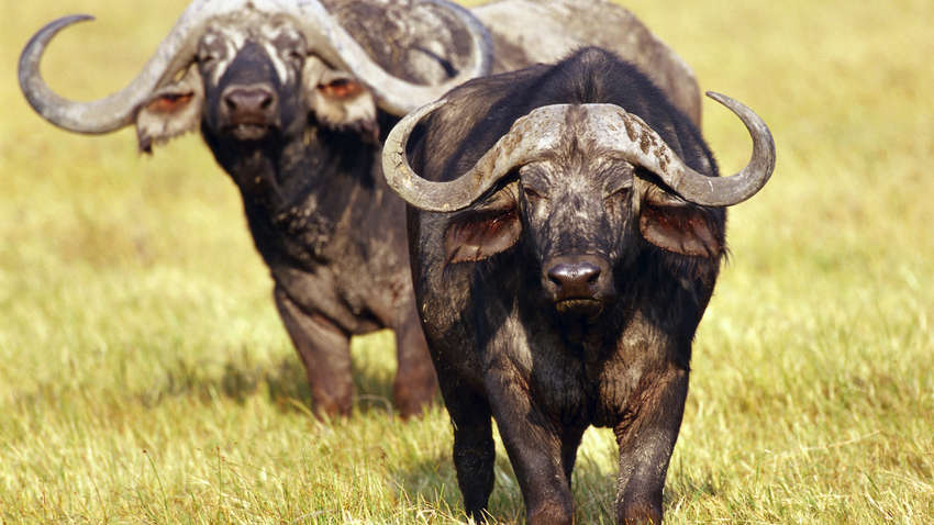 Под Одессой эвакуировали стадо голодных черных буйволов