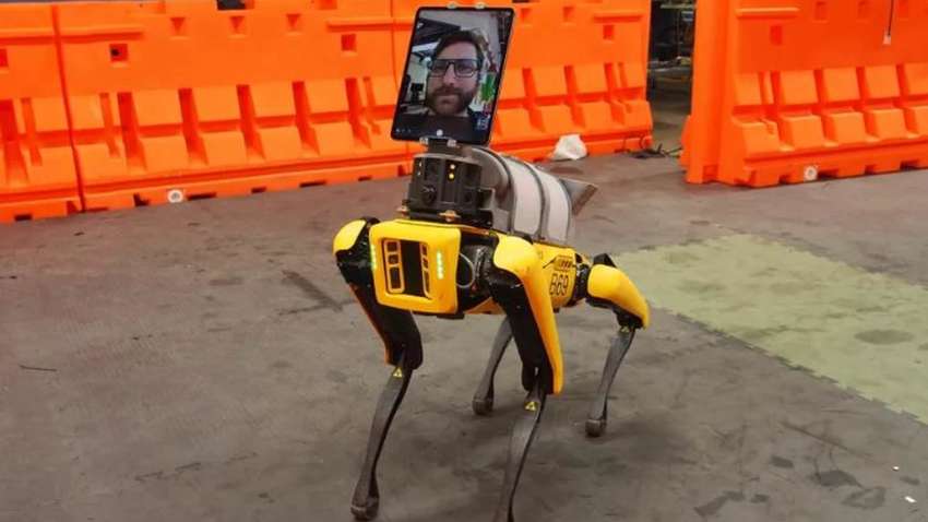 Легендарний робопес почне працювати в лікарнях