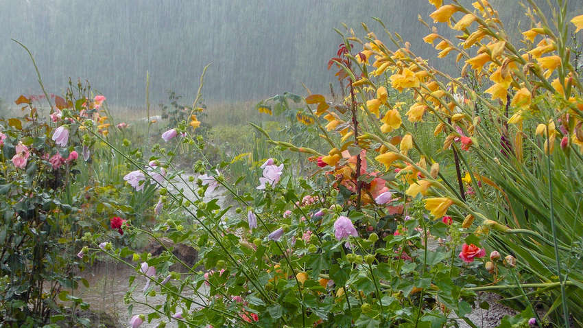 Погода 12 липня: де пройде дощ