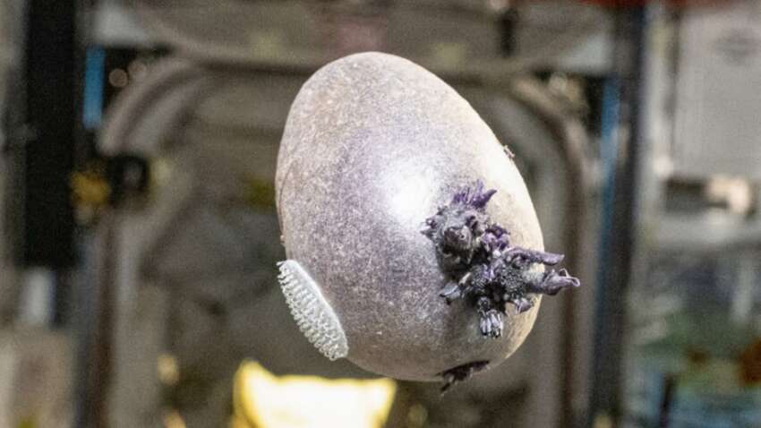 Астронавт NASA показал ужасного "монстра" со щупальцами на МКС: фото испугало интернет Астронавт NASA показал ужасного "монстра" со щупальцами на МКС: фото испугало интернет