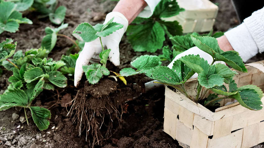 Лунный посевной календарь на май: когда и какие культуры сажать