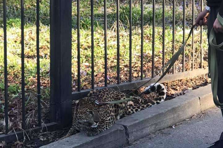 Киевлянин разгуливал по столице с леопардом на поводке (фото, видео)