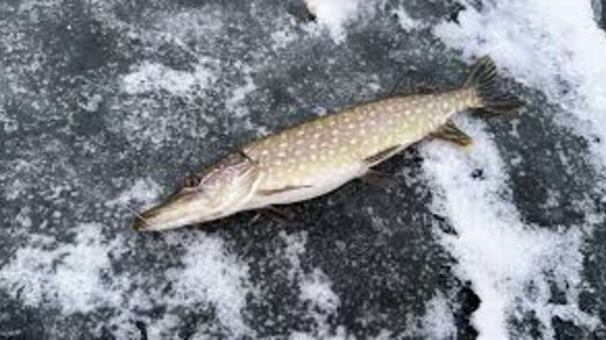 Щука под защитой: в Украине запретили ловить рыбу во время нереста, и штрафы – шокируют