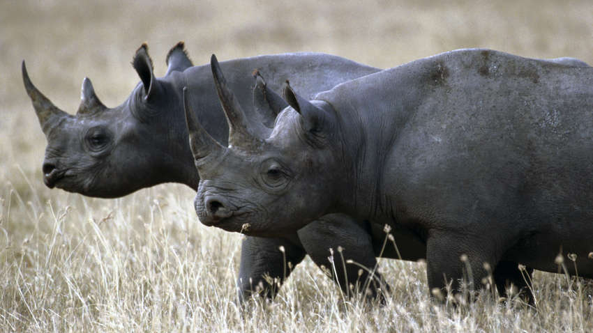 Редких черных носорогов за последние годы стало почти на 1000 больше