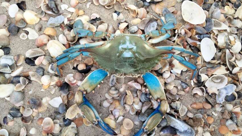 «Он гораздо больше и агрессивнее»: В Одессе зафиксировали появление незваного гостя