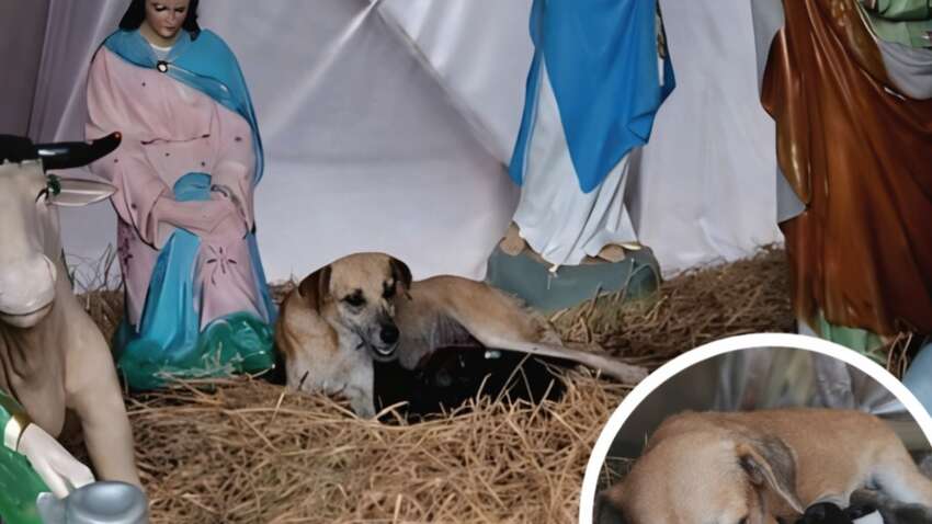 Собака в Мексиці обрала вертеп для народження цуценят – Різдво стало по-справжньому чарівним Собака в Мексиці обрала вертеп для народження цуценят – Різдво стало по-справжньому чарівним