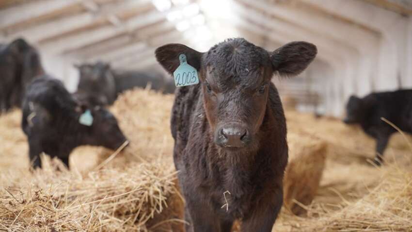 М’ясна революція почалася – у Бразилії народилися перші ГМО-телята, які не бояться спеки М’ясна революція почалася – у Бразилії народилися перші ГМО-телята, які не бояться спеки