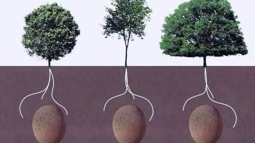 Дерево вместо памятника: как капсула Capsula Mundi дает шанс превратиться в сад после смерти