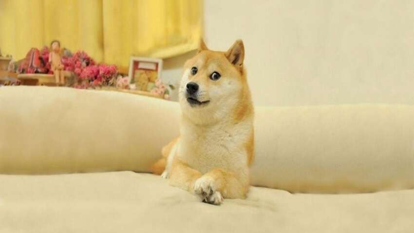 Doge: как смешное фото собаки стало мемом и символом интернета