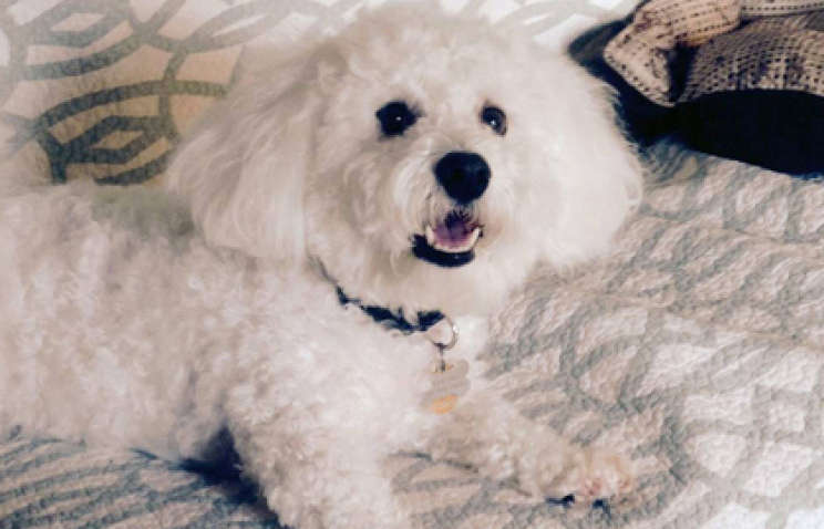 Отказался платить по счетам: пенсионер обвинил собаку в подписке на платный порноканал