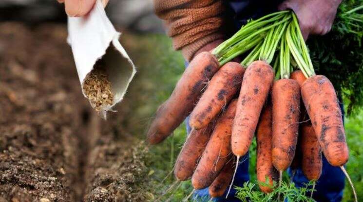 Коли краще сіяти моркву та цибулю у ґрунт: оптимальні терміни та поради