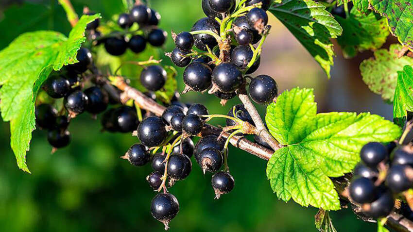 До 2,5 тысяч гривен за килограмм: фермеры бросились выращивать "золотую ягоду" - и это не экзотика