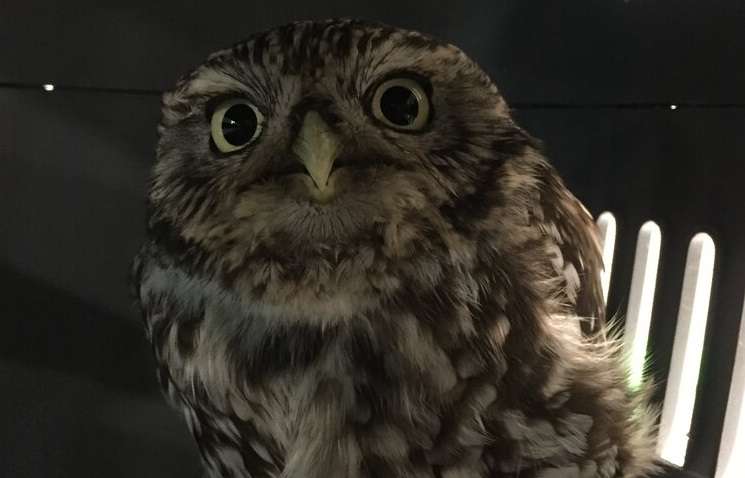 Чересчур теплая зима привела к ожирению у птиц