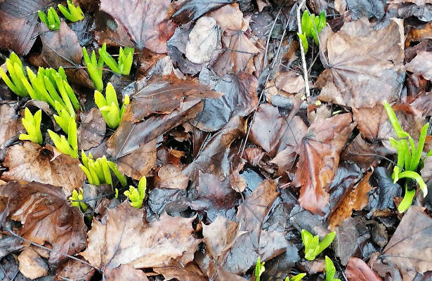 Чем грозит аномально теплая зима без снега