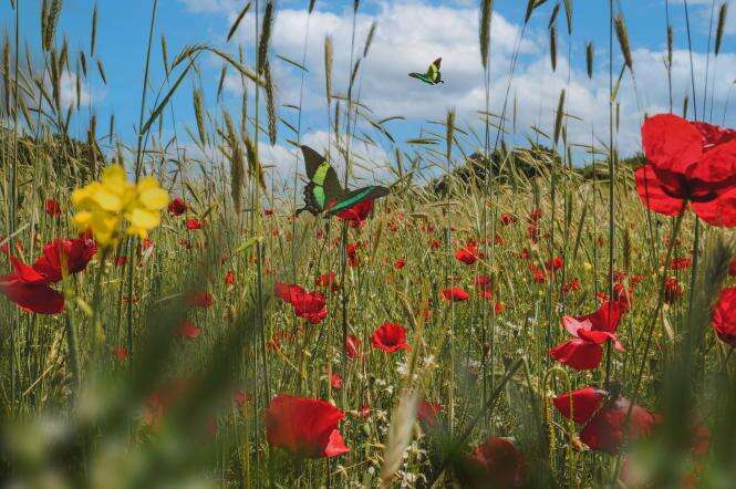 Яке церковне свято 26 липня: головні прикмети та заборони дня