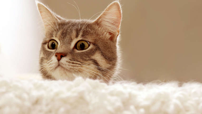 "Отдельный случай": в Бельгии кошка заразилась коронавирусом от хозяина