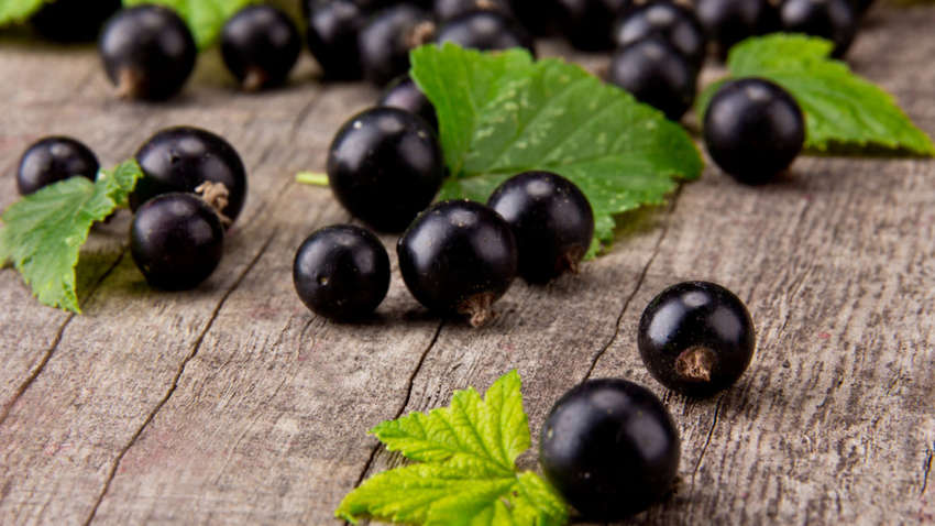 Чем полезен для организма чай из черной смородины