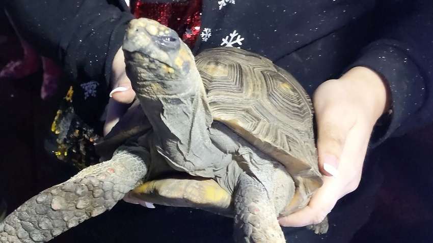 В Великобритании черепаха устроила пожар на Рождество