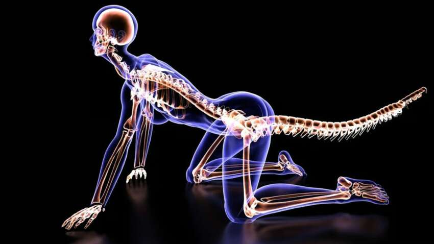 Ученые нашли настоящую причину, почему у людей больше нет хвостов