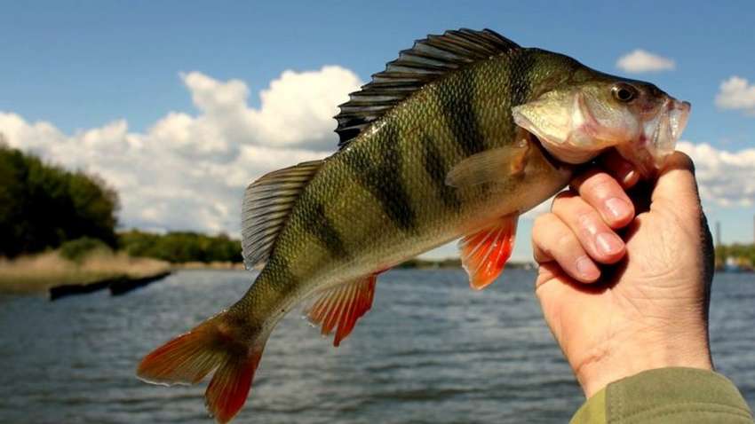 Мужчина поймал рыбу и ужаснулся, когда увидел, что у нее во рту Мужчина поймал рыбу и ужаснулся, когда увидел, что у нее во рту