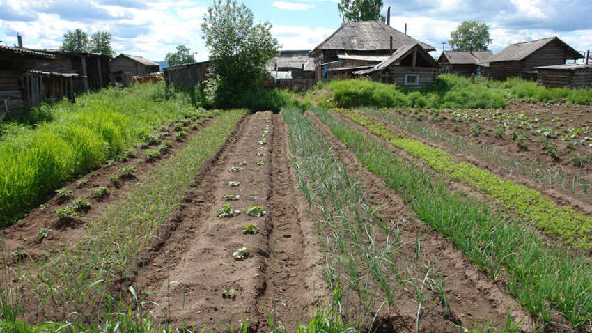 Налоговый удар по паям и огородам – кто в 2026 году заплатит даже за заброшенный участок