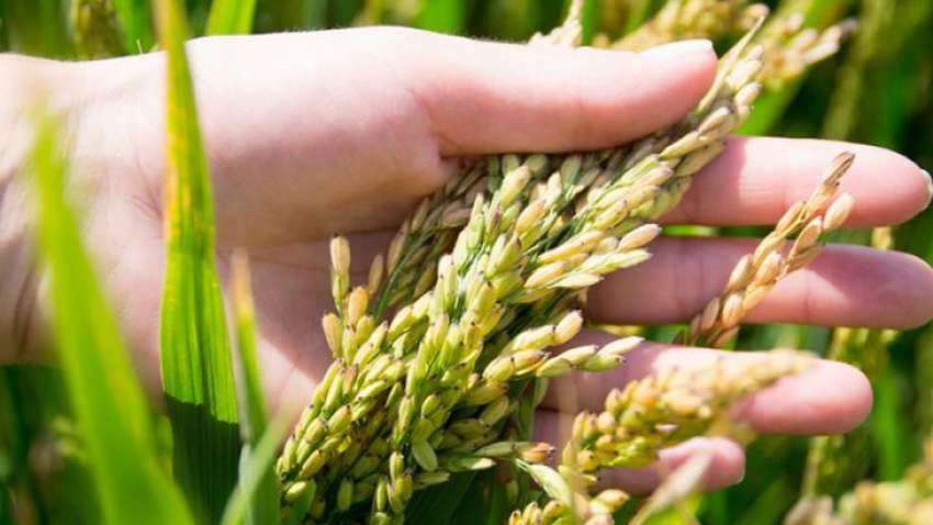 Китайские ученые создали уникальный вид риса Китайские ученые создали уникальный вид риса