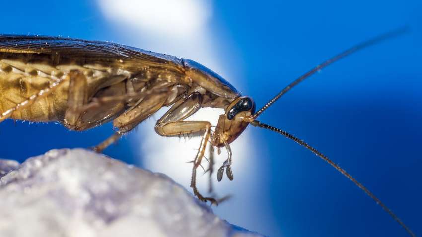 Вчені заявили, що антибіотики з тарганів можуть врятувати людське життя