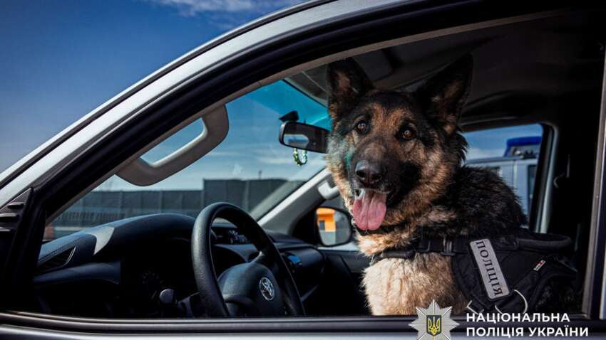 Пес Патрон не один: еще почти 900 четырехлапых ежедневно спасают жизнь украинцев