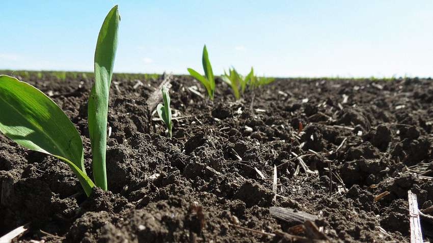 Украинские аграрии посеяли первые в 2023 году гектары кукурузы