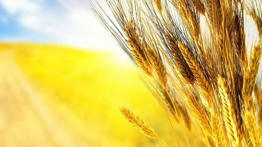 Як сказати українською “дубленка”: деякі варіанти можуть здивувати Як сказати українською “дубленка”: деякі варіанти можуть здивувати