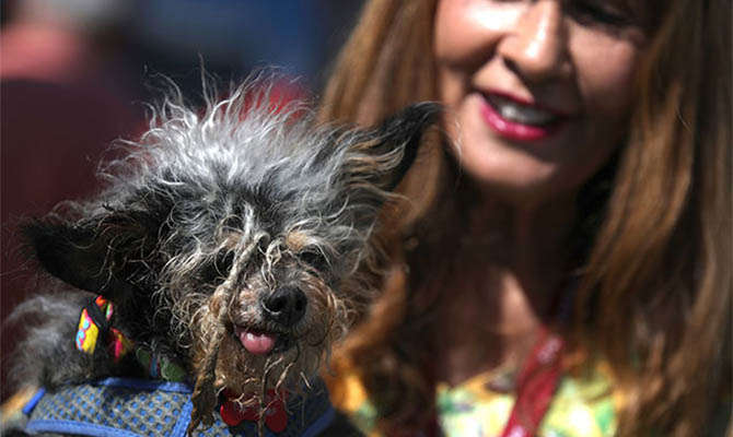 Шерсть в разные стороны, язык набекрень:  в США выбрали самую некрасивую собаку в мире