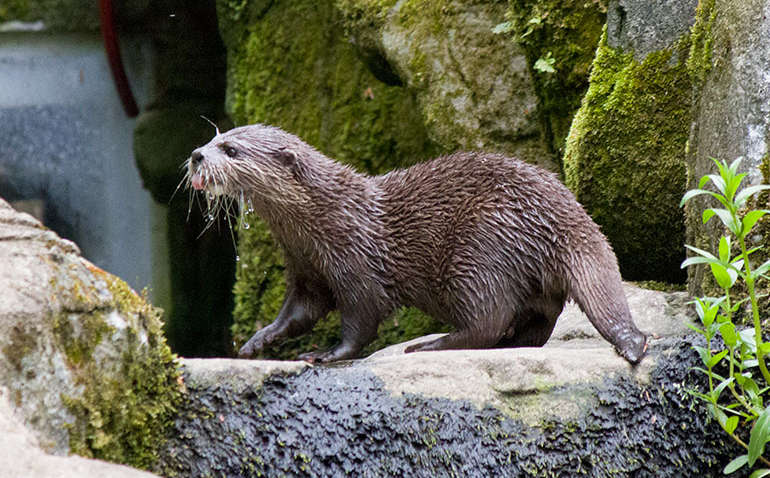Сайт знайомств для тварин: видрі в англійському зоопарку знайшли пару через інтернет Сайт знайомств для тварин: видрі в англійському зоопарку знайшли пару через інтернет