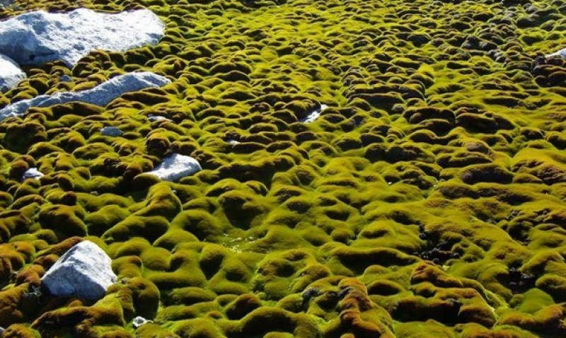 Антарктида зеленіє через зміни клімату