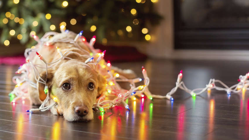 Вперше в історії з'явилася різдвяна пісня для собак